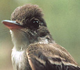 closeup of head