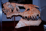 skull of Tarbosaurus bataar