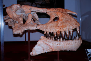skull of Tarbosaurus bataar