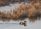 northern shoveler swimming