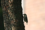 white-breasted nuthatch